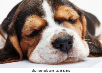 Chiot de Beagle, 1 mois, dormant sur fond blanc. chiot en gros plan : photo de stock