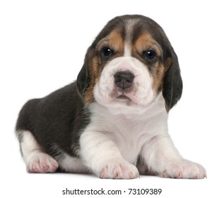 Beagle Puppy 1 Month Old Lying Stock Photo 73109389 | Shutterstock