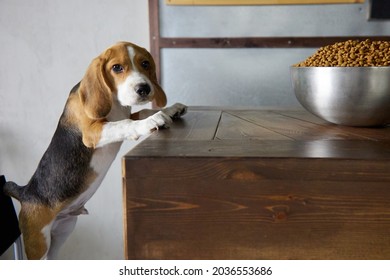 Beagle Puppy Is About To Eat A Full Bowl Of Dog Food Standing On A Wooden Table, Too Big For Him. Hungry Dog, Gluttony.