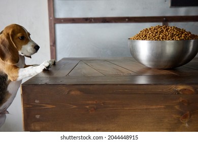 Beagle Puppy Is About To Eat A Full Bowl Of Dog Food Standing On A Wooden Table, Too Big For Him. Hungry Dog, Gluttony.