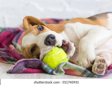 Beagle Puppy With A Ball