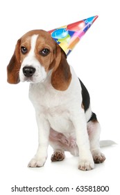 happy birthday beagles