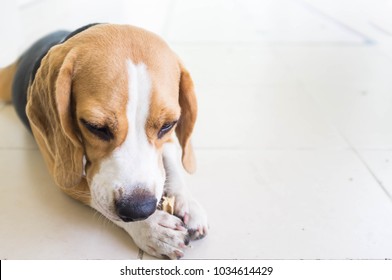 Beagle Puppy Bite Holding Dental Stick ,selected Focus.dog Sad Lonely Depressingly ,dog Bored Food,pet Anorexia.