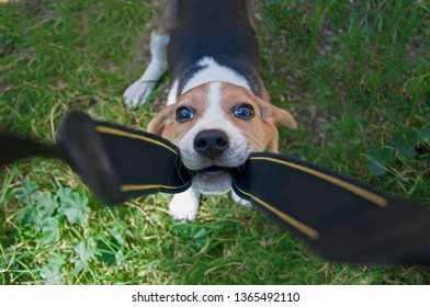 Beagle Puppy Biting The Camera Strap