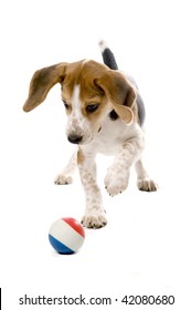 Beagle Puppy Chasing A Ball