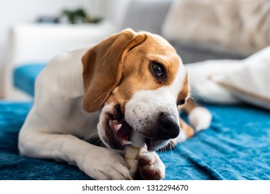 Beagle Puppy Chewing A Dog Snack. Biting A Bone On A Couch