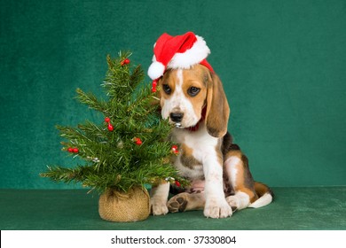 christmas beagle