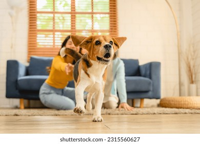 A Beagle puppy, dog running on the floor inside a home during the day. - Powered by Shutterstock