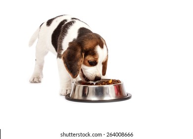 Beagle Puppy Dog That Eating On A White Background