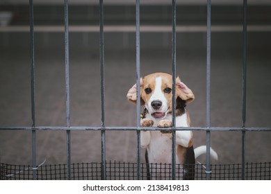 Beagle puppy. Beagle dogs sitting behind gate and waiting for owner at house leak. watchdog. Dog with longing waiting for his owner to get home.