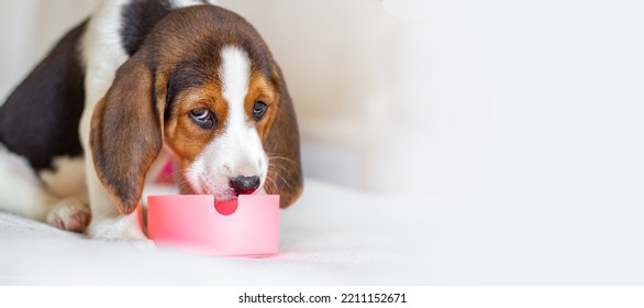 what food do beagle puppies eat