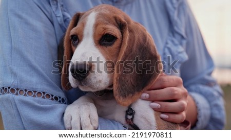 Beagle puppy with his owner. Woman stroking dog on blue backdrop. Cute lovely pet, new member of family.