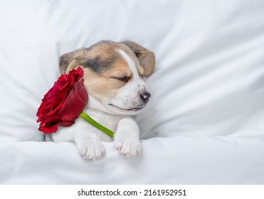 Beagle Puppy Holds A Red Rose On White Bed. Top Down View. Valentines Day Concept