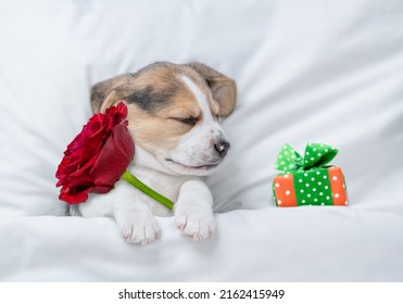 Beagle puppy holds a red rose near gift box on white bed. Top down view. Valentines day concept