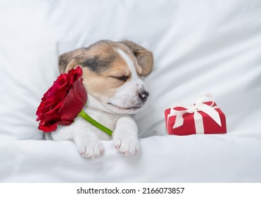 Beagle puppy holds a red rose near gift box on white bed. Top down view. Valentines day concept