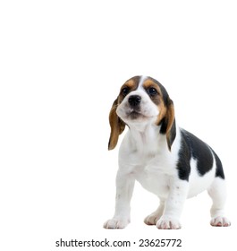 Beagle Puppy Howling. Isolated On White Background.