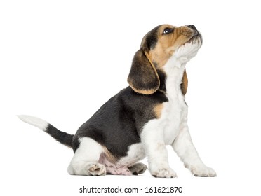 Beagle Puppy Howling, Looking Up, Isolated On White