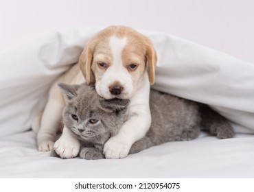 Beagle puppy hugging gray british kitten under white blanket at home in bedroom  - Shutterstock ID 2120954075