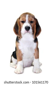 Beagle Puppy Isolated On White Background