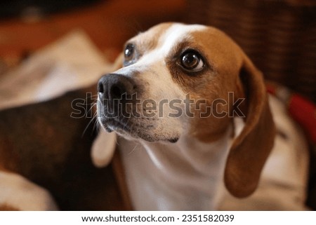 Beagle puppy looking up. Pet portrait indoors.