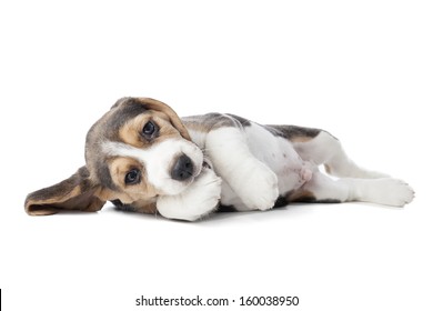 Beagle Puppy Lying On A White Background In Studio