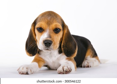 5,832 Sad beagle Images, Stock Photos & Vectors | Shutterstock