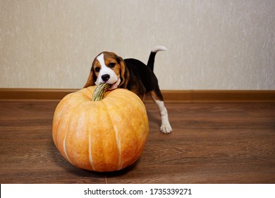 А Beagle puppy nibbles on a large pumpkin at home.