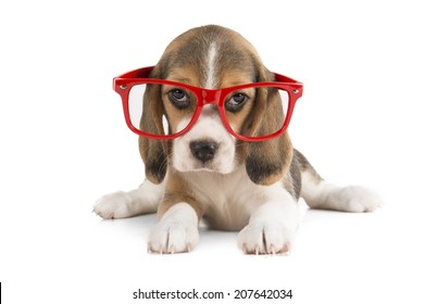 Beagle Puppy On A White Background In Studio