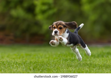 beagle puppy outdoor active playing on the lawn grass jump run - Shutterstock ID 1988936027