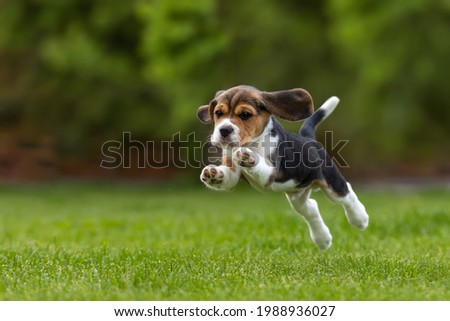 beagle puppy outdoor active playing on the lawn grass jump run