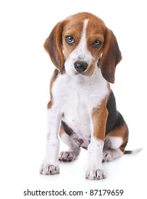 Beagle Puppy Over White Background