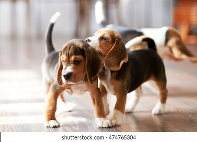 Beagle Puppy Playing At Home On A Hardwood Floor. Place For Text