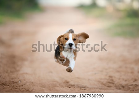 Beagle puppy running happy in the backyard