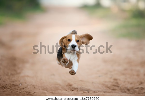 Beagle puppy running\
happy in the backyard