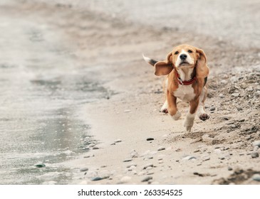 Beagle puppy running on the sea beach