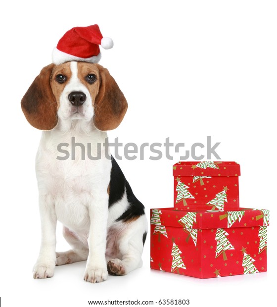 beagle with santa hat