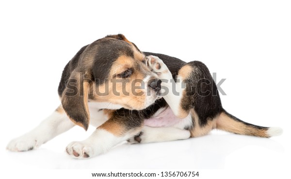 Beagle puppy scratching itself. isolated on white background