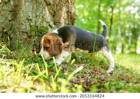 beagle puppy sniffs the ground, walking in the park. 