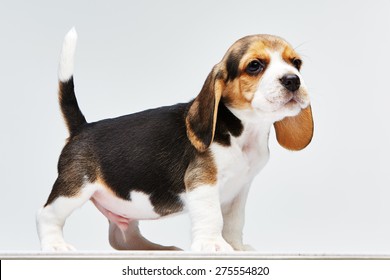 Beagle puppy standing on the white background Adlı Stok Fotoğraf