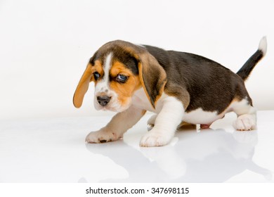 Beagle Puppy Standing On The White Background