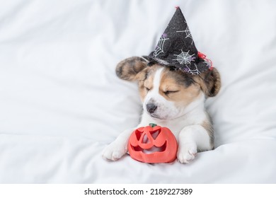 Beagle puppy wearing  hat for halloween sleeps with pumpkin under warm blanket on a bed at home. Top down view. Empty space for text - Shutterstock ID 2189227389