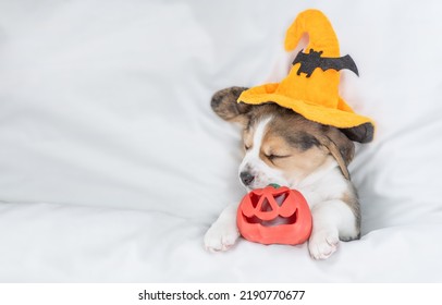 Beagle puppy wearing  hat for halloween sleeps with pumpkin under warm blanket on a bed at home. Top down view. Empty space for text - Shutterstock ID 2190770677