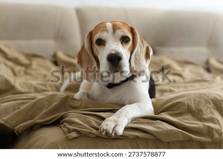 A beagle rests thoughtfully on a rumpled beige blanket, gaze soft and soulful, calm, wise, and deeply endearing.