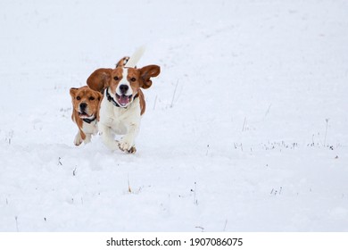 ジャンプ 犬 の写真素材 画像 写真 Shutterstock