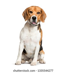 Beagle sitting in front of white background - Shutterstock ID 1335544277