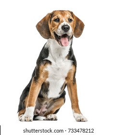 ビーグル犬 の画像 写真素材 ベクター画像 Shutterstock