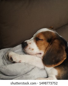 Beagle sleeping. Dog sleeping. Puppy dog sleeping. - Shutterstock ID 1498773752
