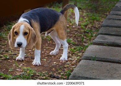 Beagle The Small Scent Hound, Good Temper And Intelligent