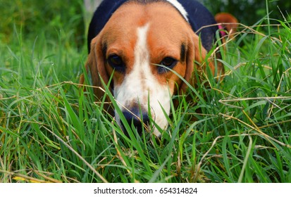 Beagle Sniffing