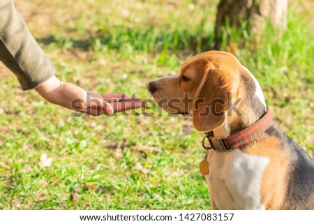 Beagle sniffing dry food for pet. Beagles are fed from the hands